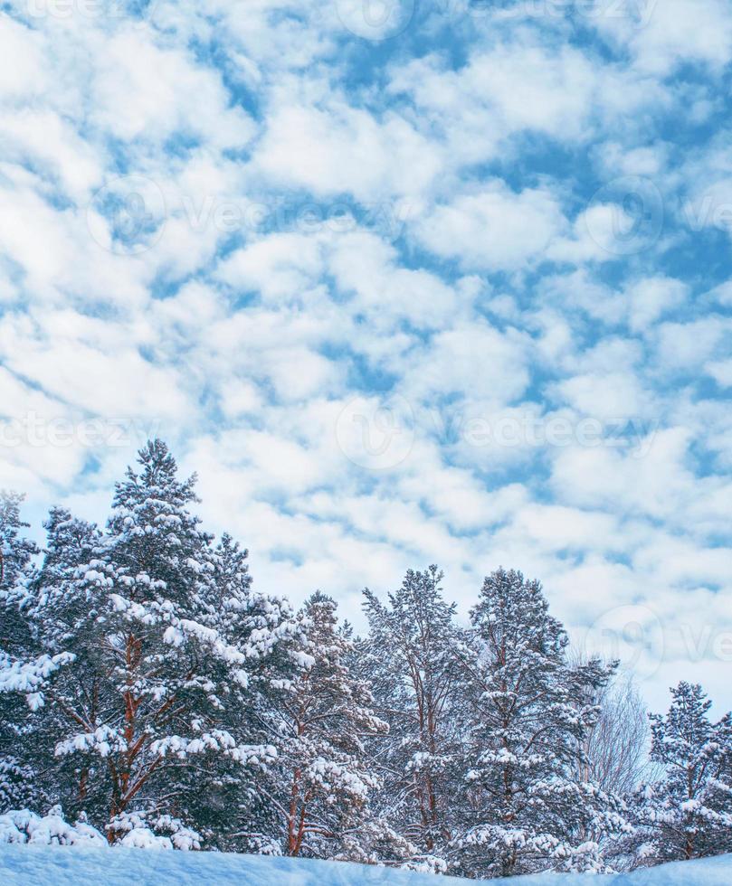 Frozen winter forest with snow covered trees. photo