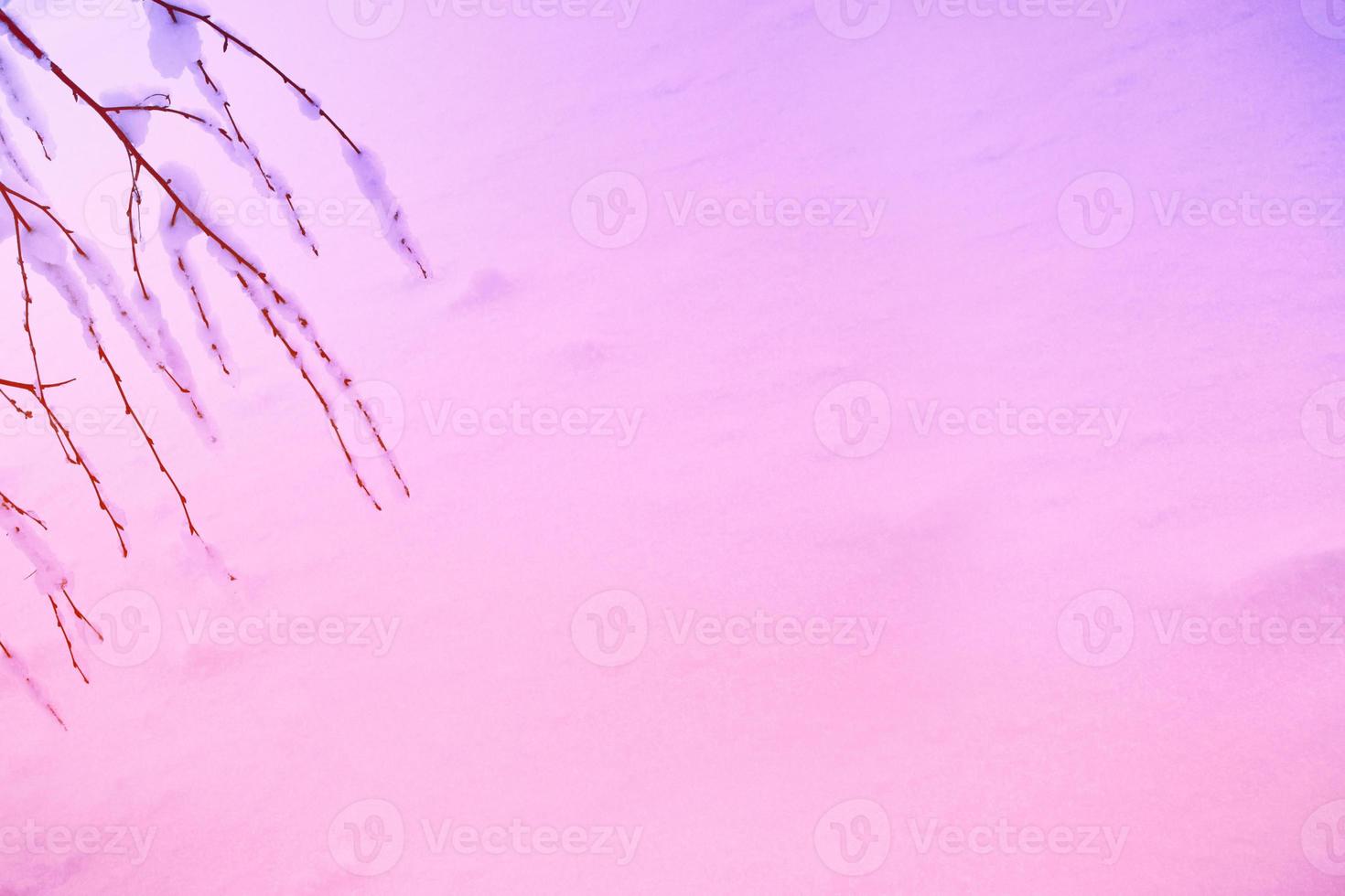 Frozen winter forest with snow covered trees. photo