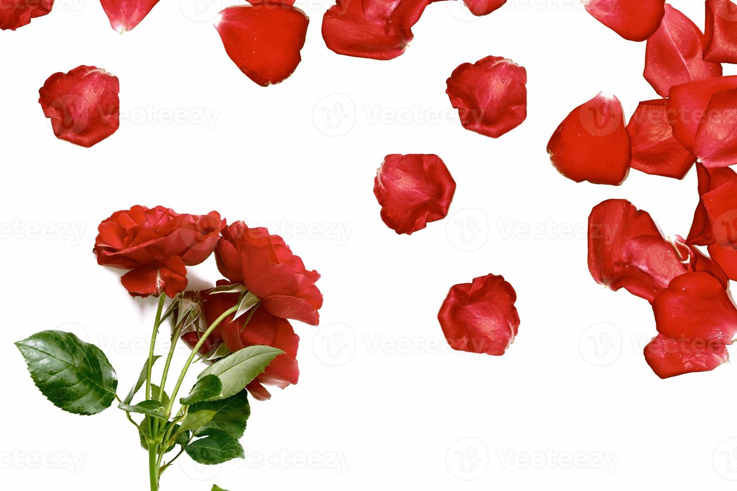 Flower bud roses on a white background photo