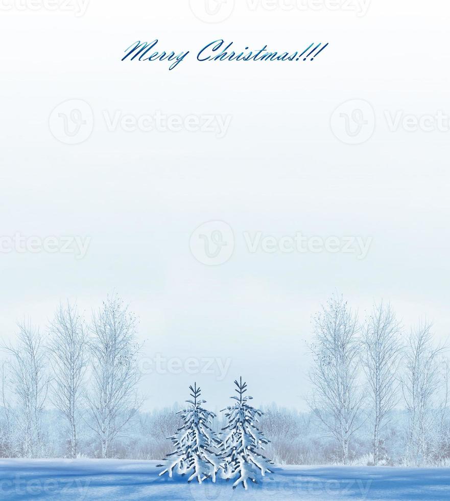 Frozen winter forest with snow covered trees. photo