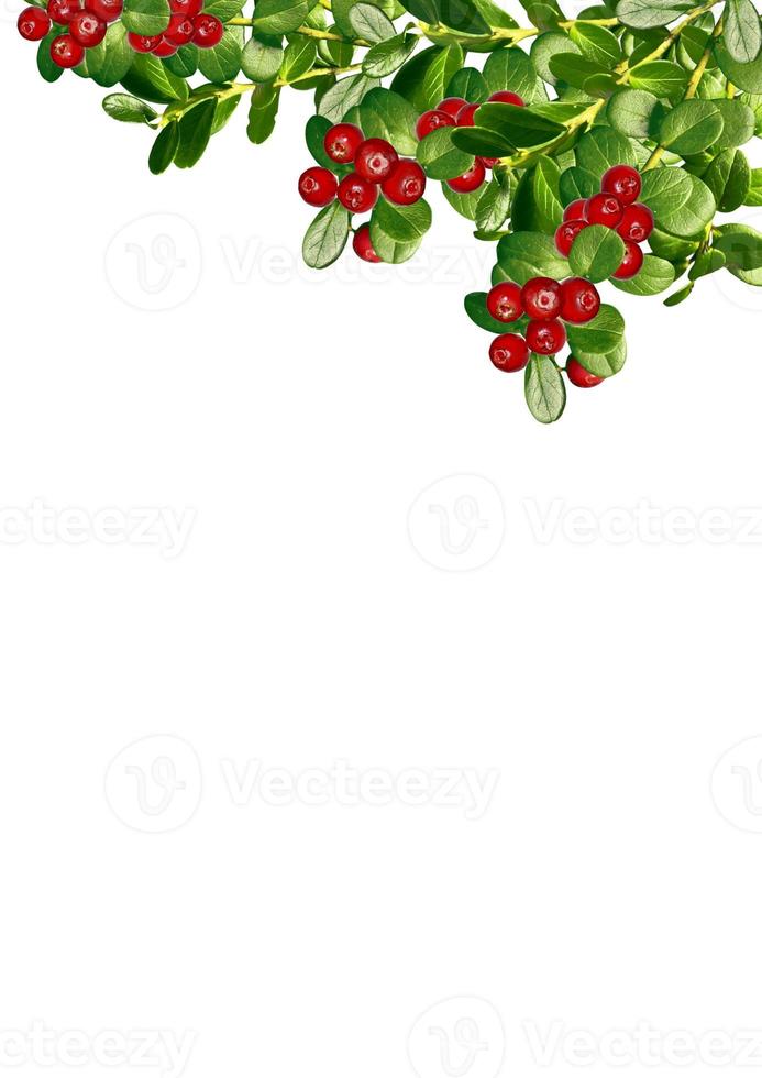 cowberry isolated on white background photo