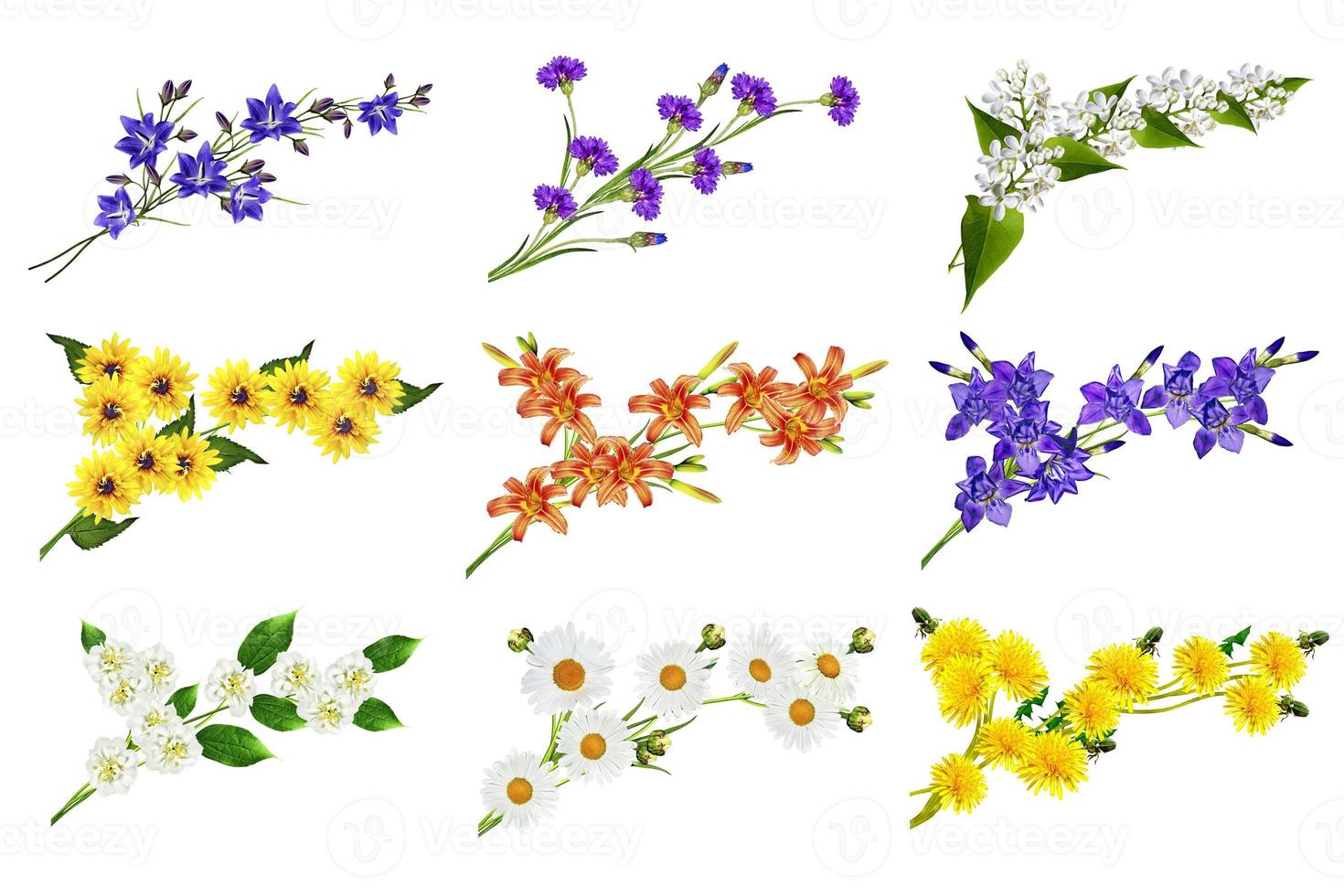 flowers isolated on white background photo