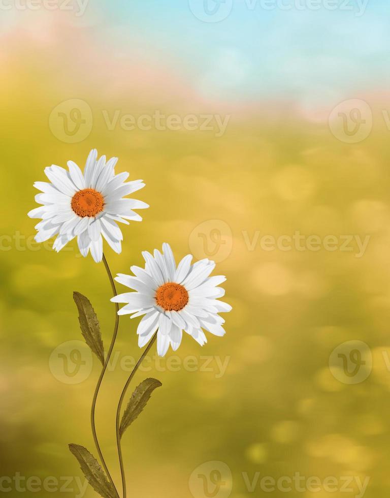Wildflowers daisies. Summer landscape. white chamomile flowers photo