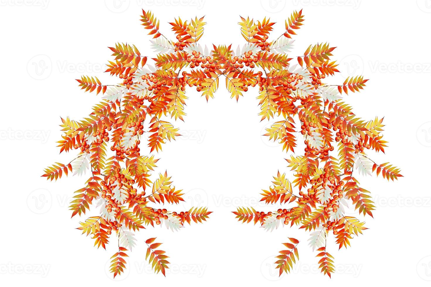 Colorful autumn foliage isolated on white background. Indian summer. photo