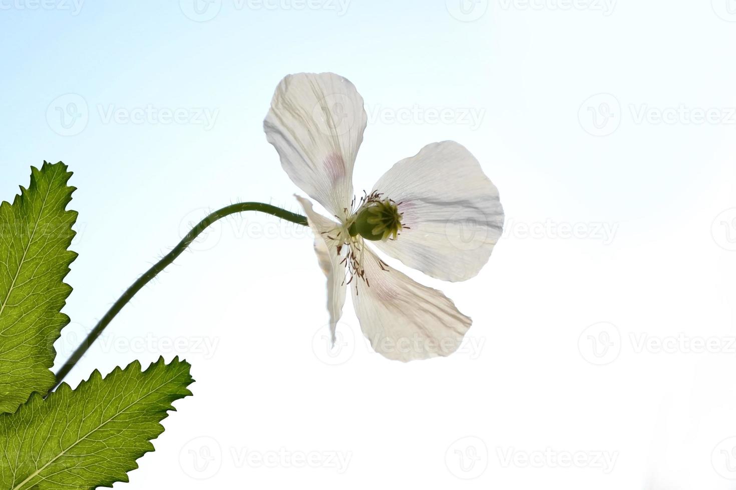 Spring landscape. Beautiful blooming spring flowers poppies photo