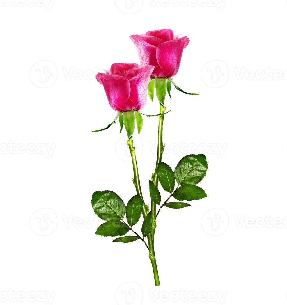 The buds of flowers roses. photo