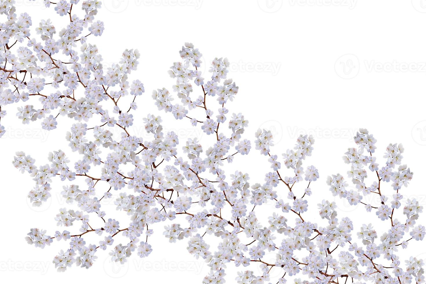 White apple flowers branch photo