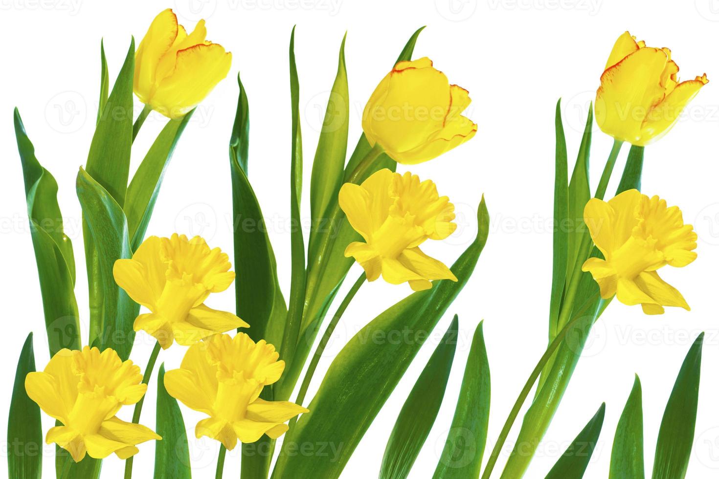 Bright colorful spring flowers of daffodils and tulips isolated on white background. photo