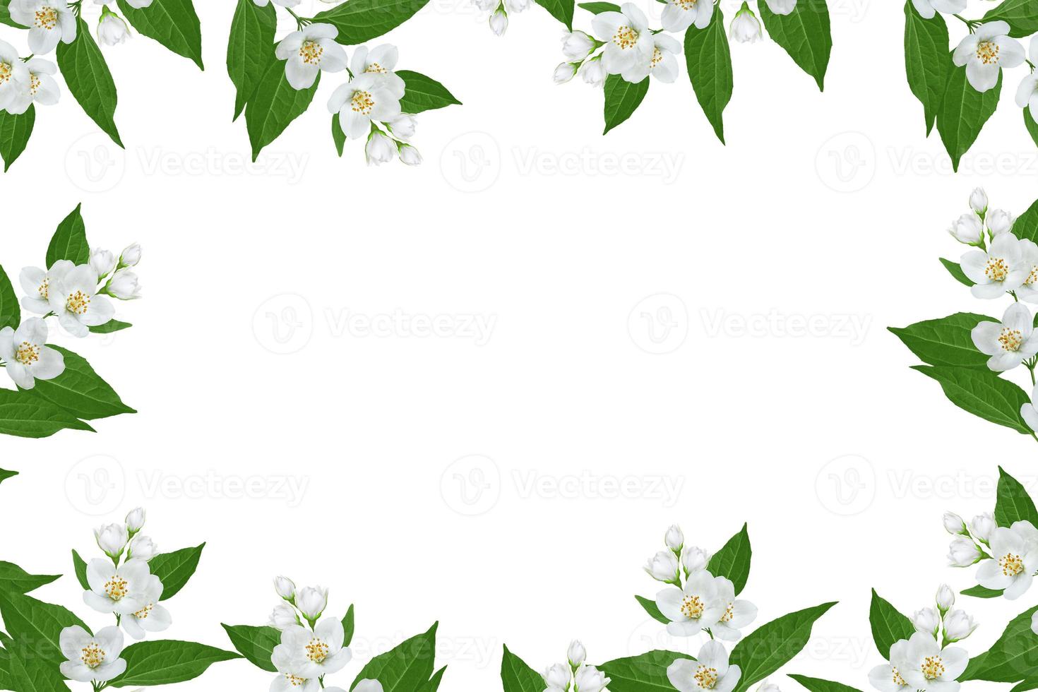 branch of jasmine flowers isolated on white background. photo