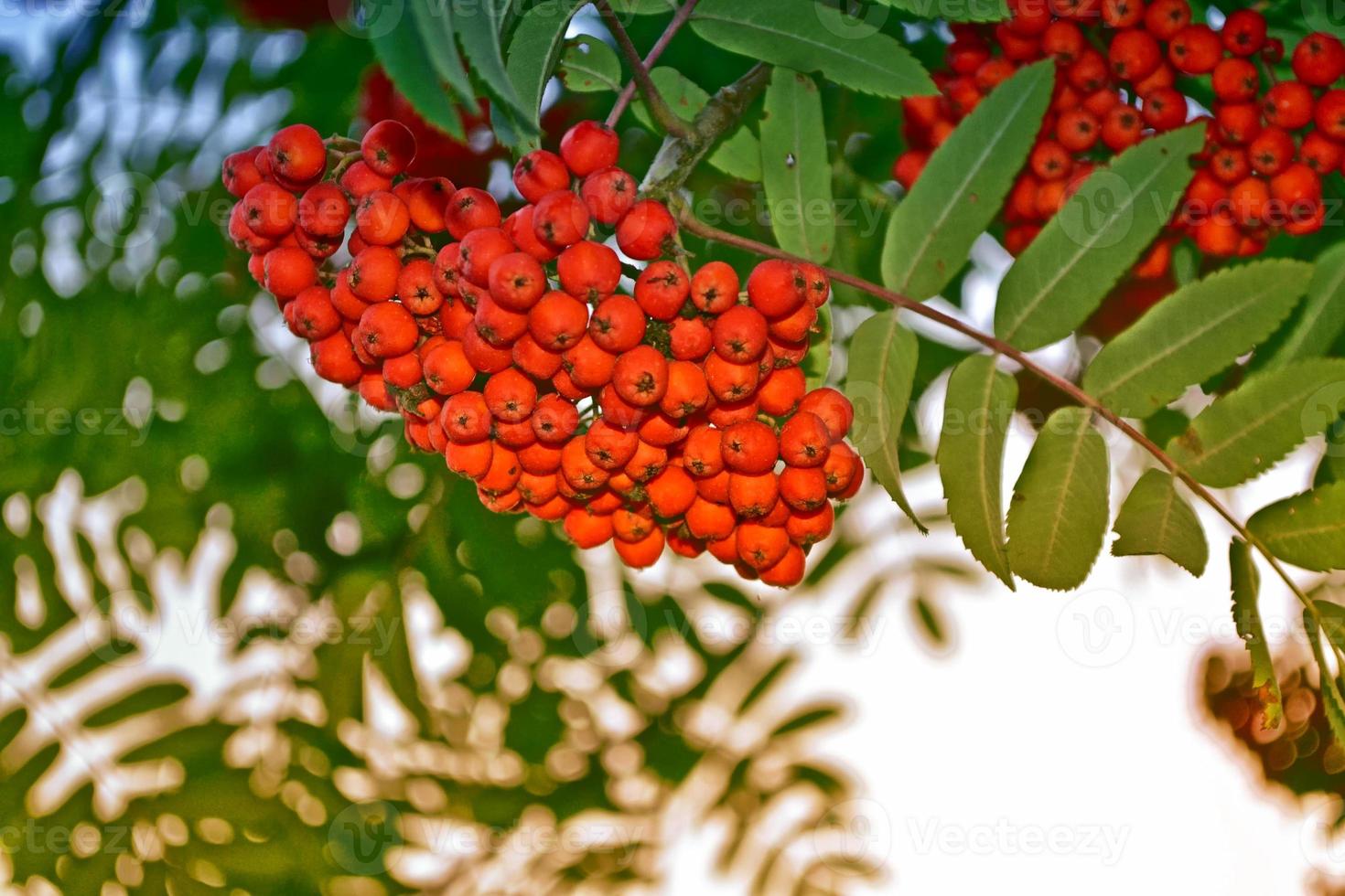 Rowan tree close up photo