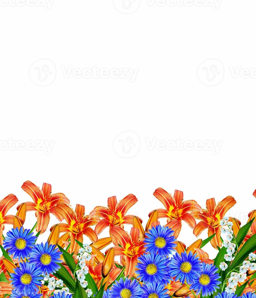 lily flowers isolated on white background photo