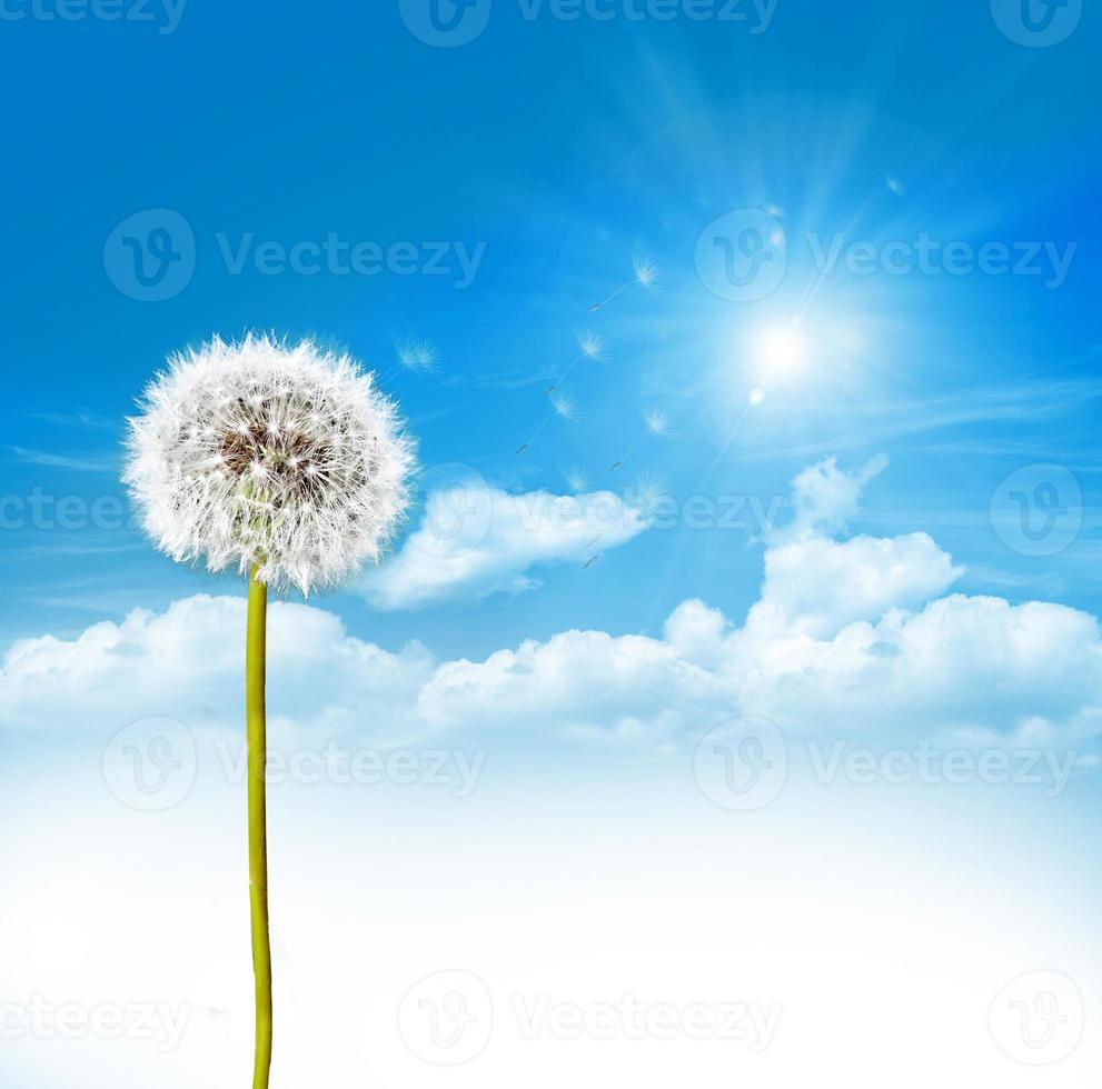 dandelion seeds on a blue sky photo