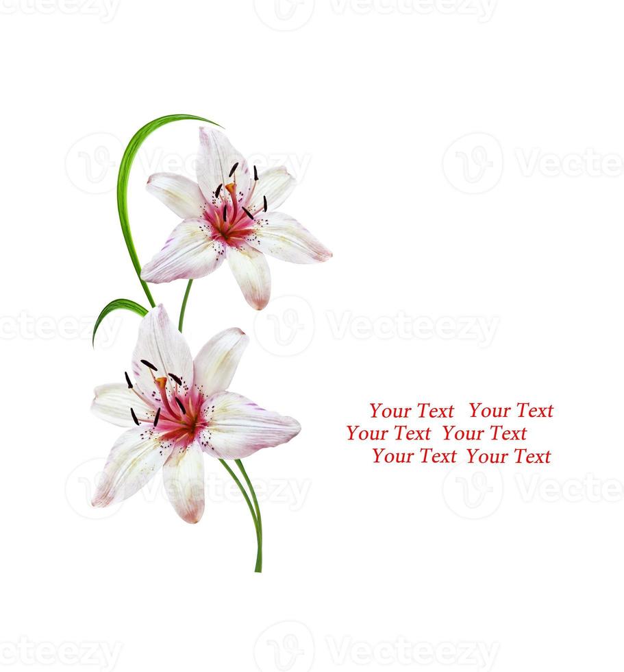 Flower lily isolated on white background. photo