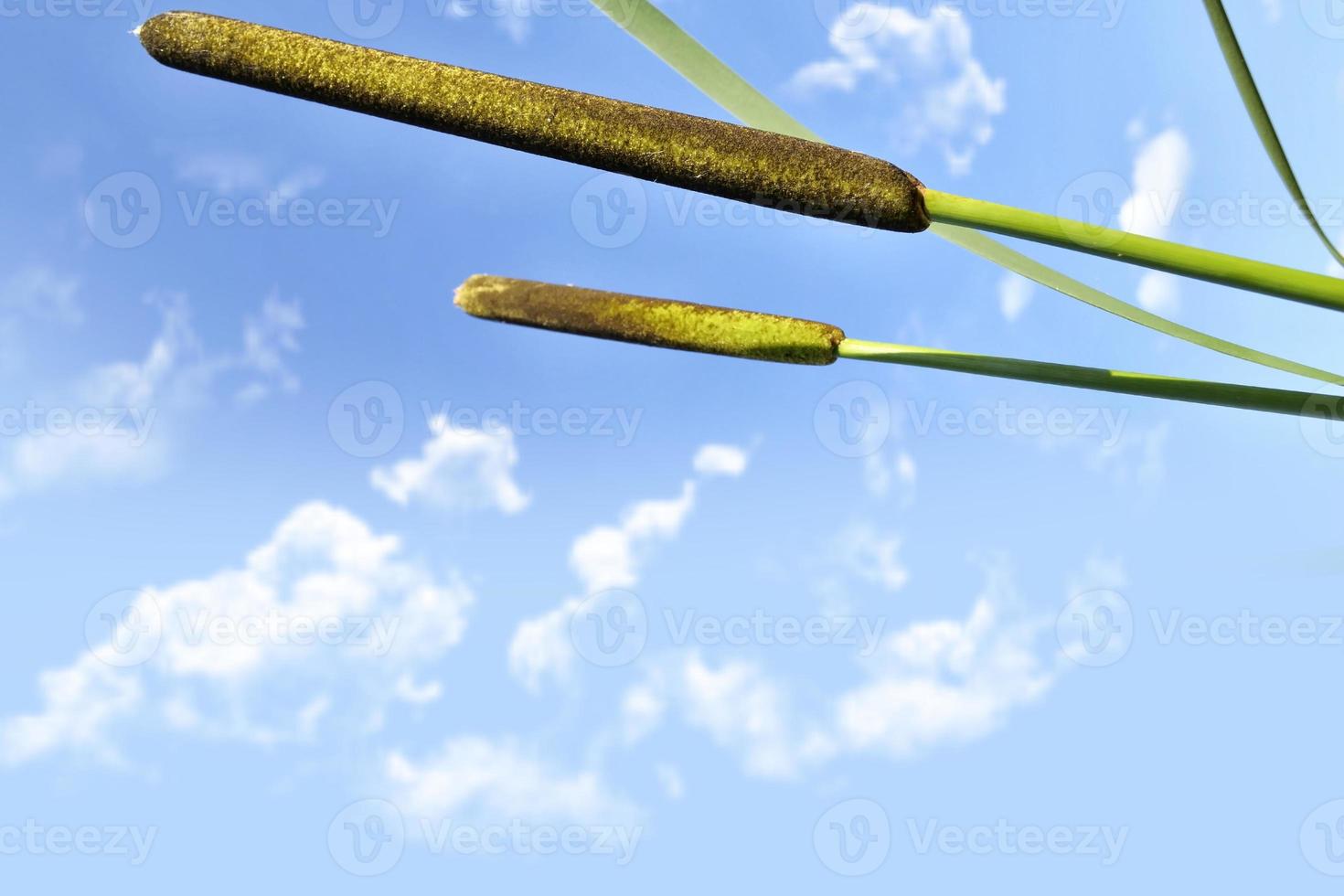 Photo. Reeds against a blue sky. photo