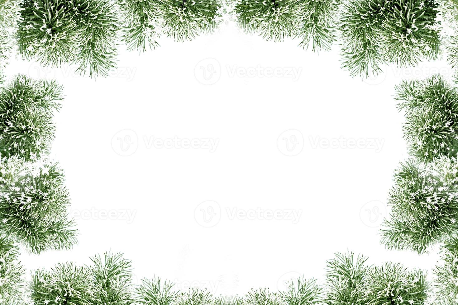 Snow covered trees. fir branch isolated on white background. photo