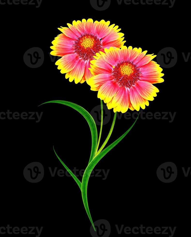 Bouquet of colorful flowers of Gaillardia. delicate flowers isolated on black background photo