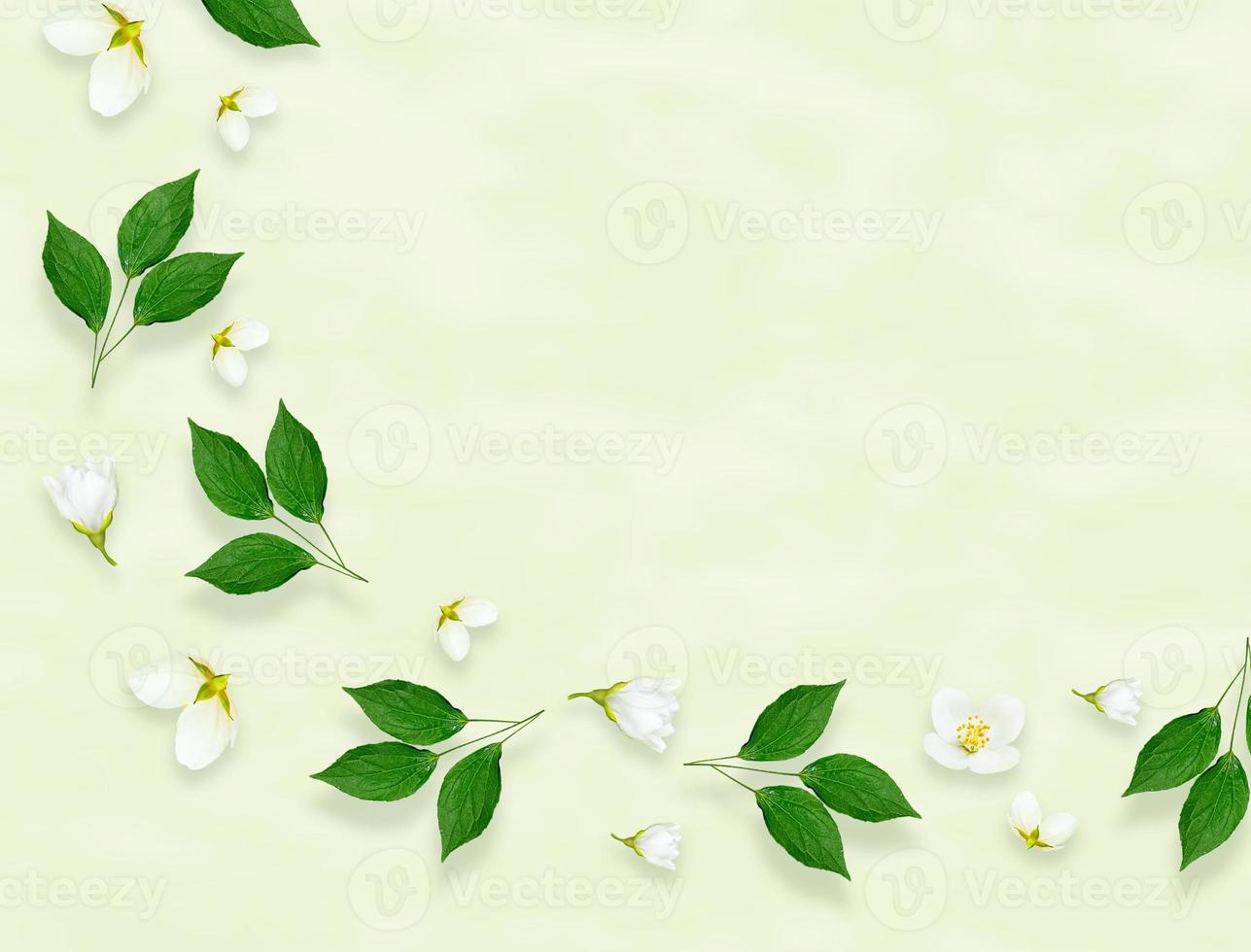 Twig bright white jasmine flowers. Spring composition. photo