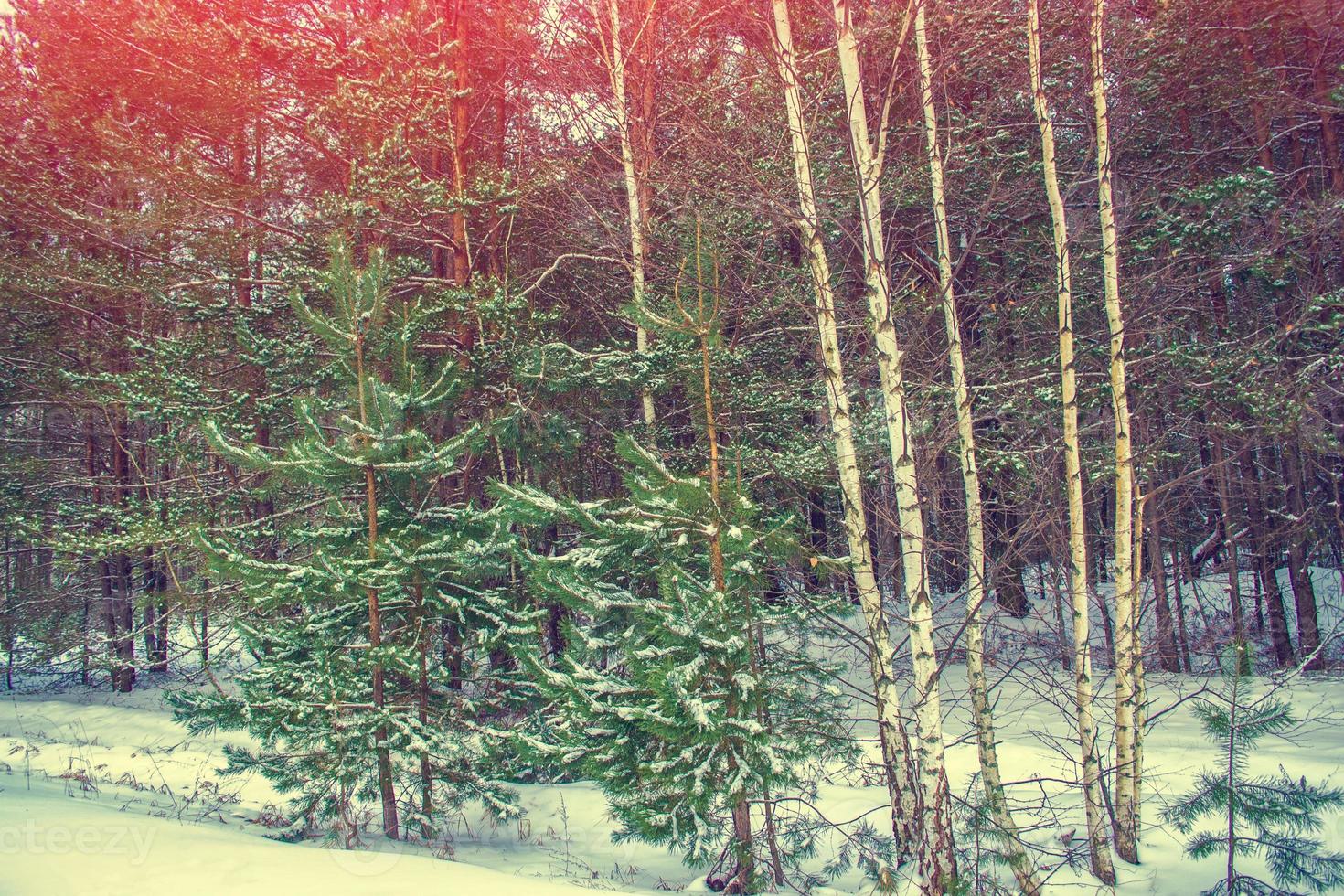 Frozen winter forest with snow covered trees. photo