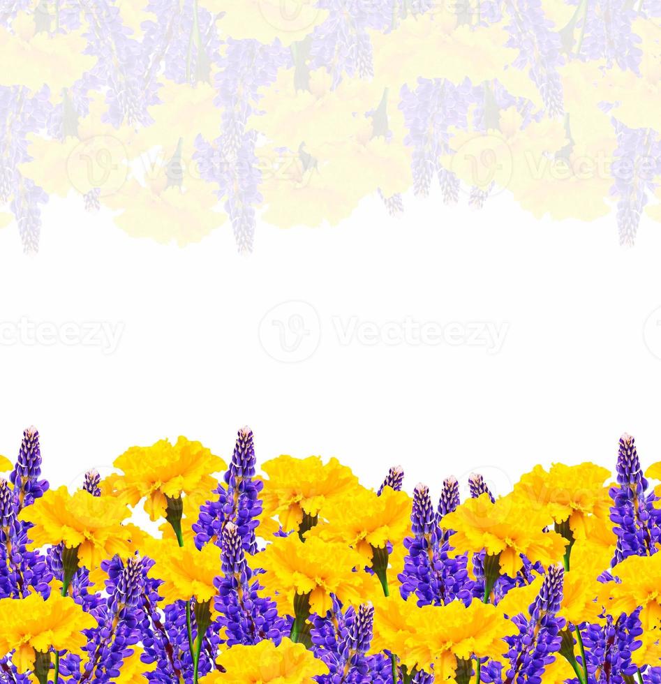 bright colorful flowers marigolds isolated on white background photo