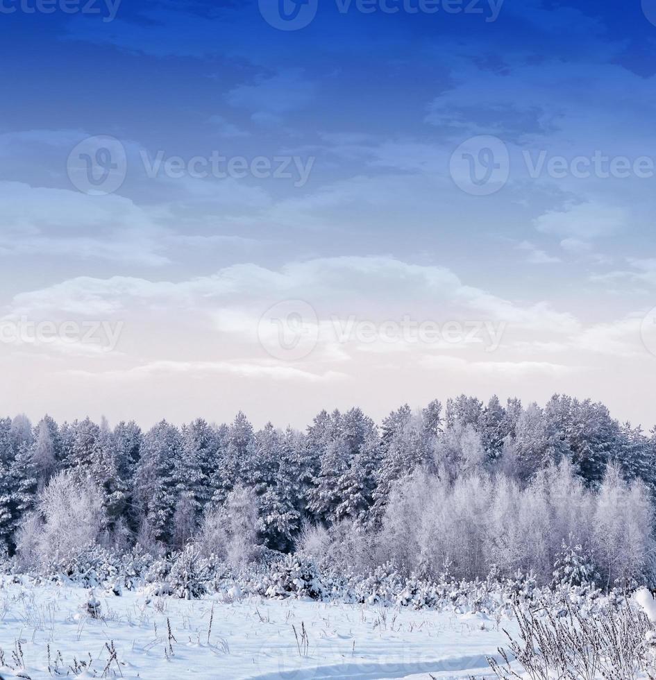 bosque en la escarcha. paisaje de invierno árboles cubiertos de nieve. foto