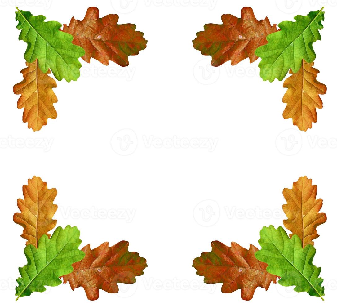 foliage isolated on white background. Golden autumn photo