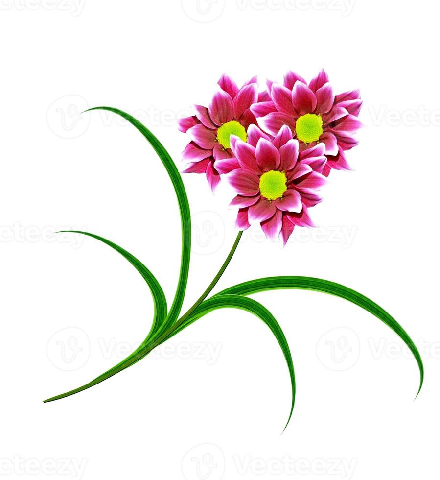 Flowers isolated on white background. photo