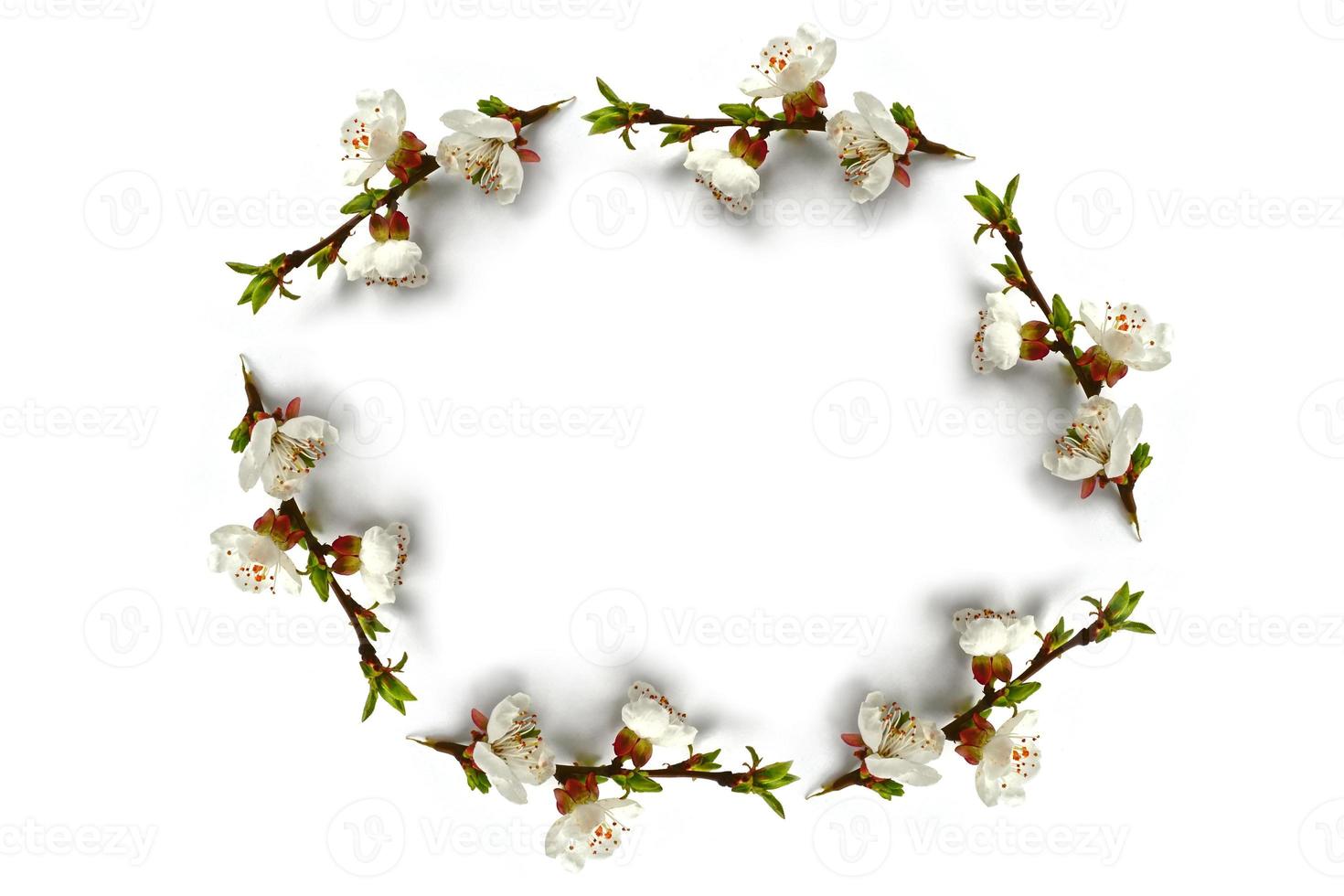 Flowering branch of apple isolated on a white background. Spring photo