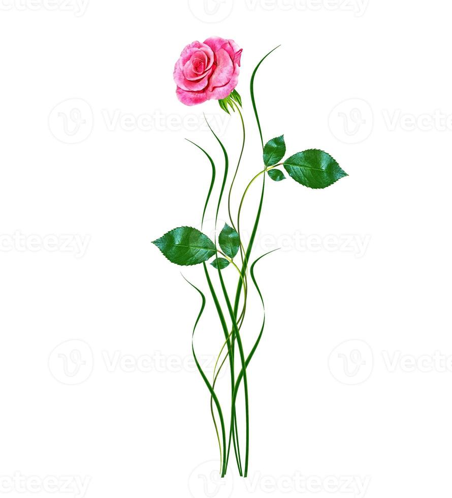 flower buds of roses isolated on white background photo