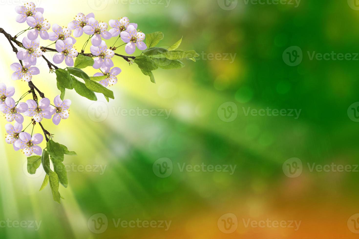 Blossoming branch apple. photo