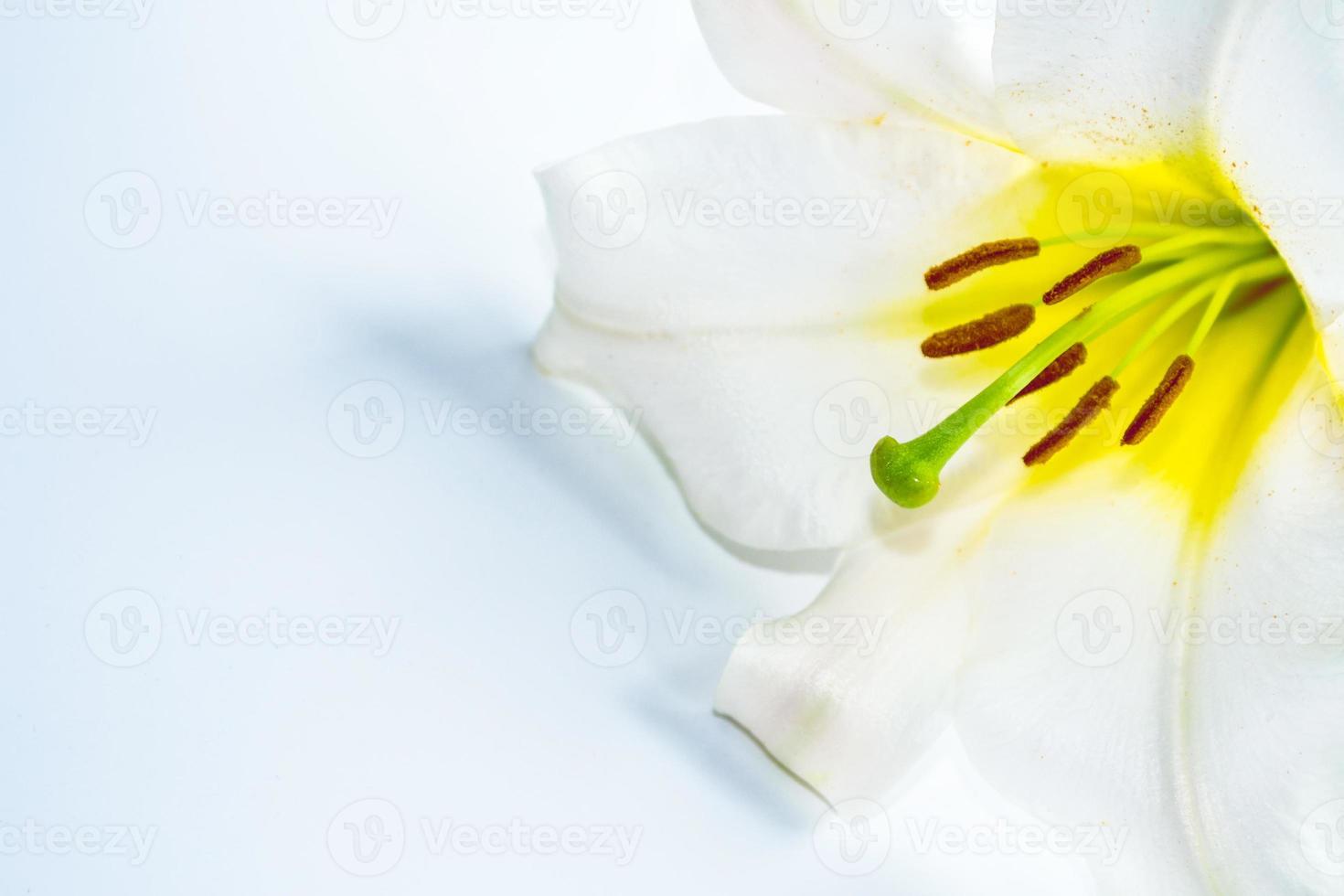 Bright colorful lily flowers. Floral background. photo