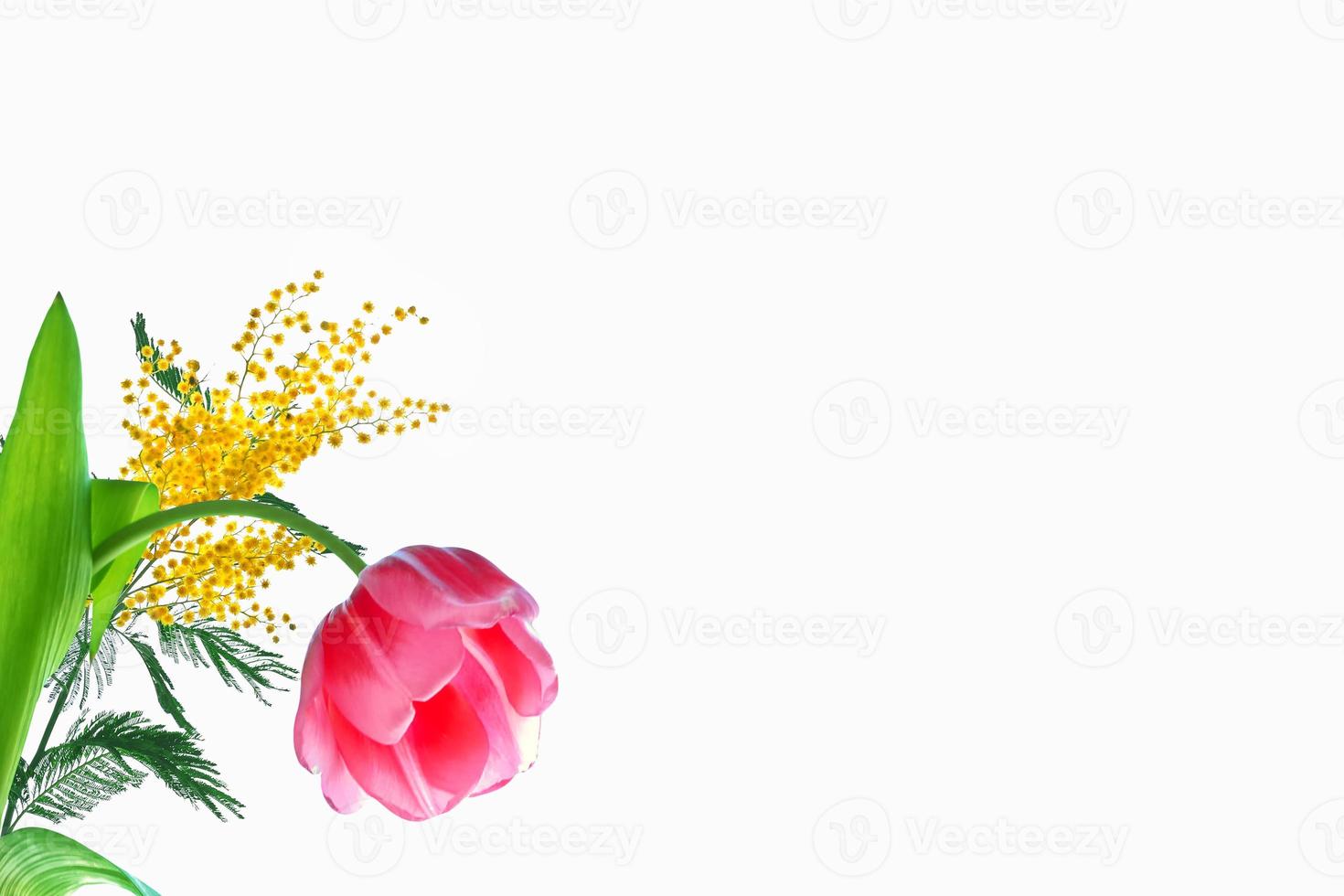 spring flowers tulips photo