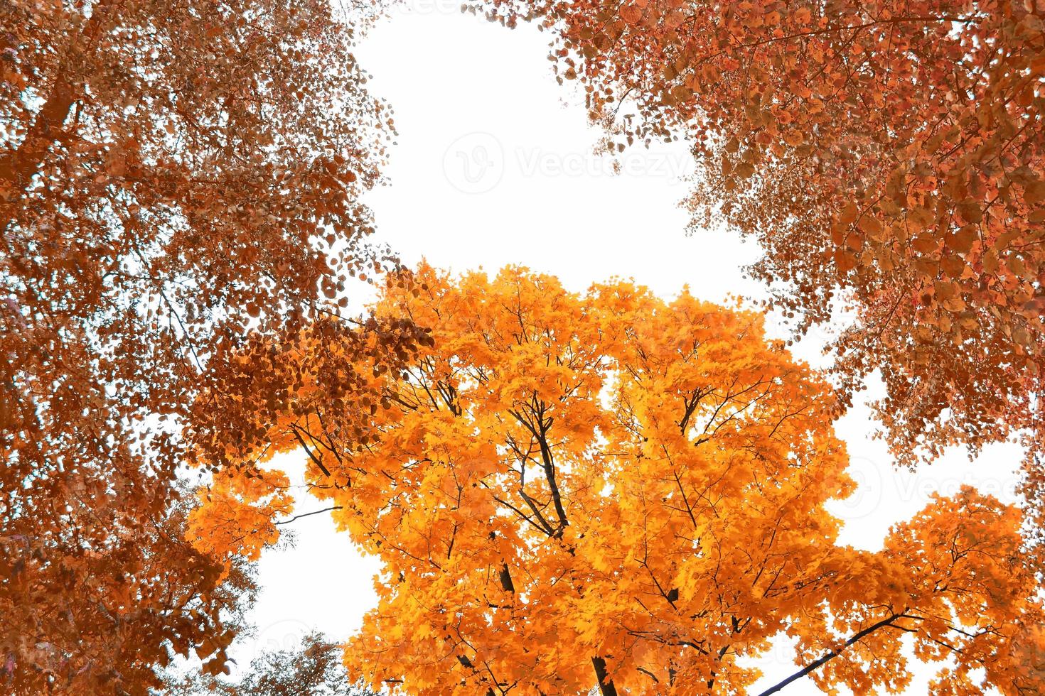 autumn landscape with bright colorful foliage. Indian summer. photo