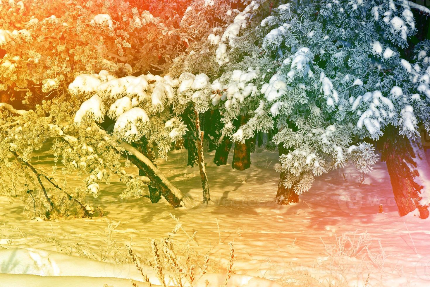 Snowfall. Frozen winter forest with snow covered trees. photo