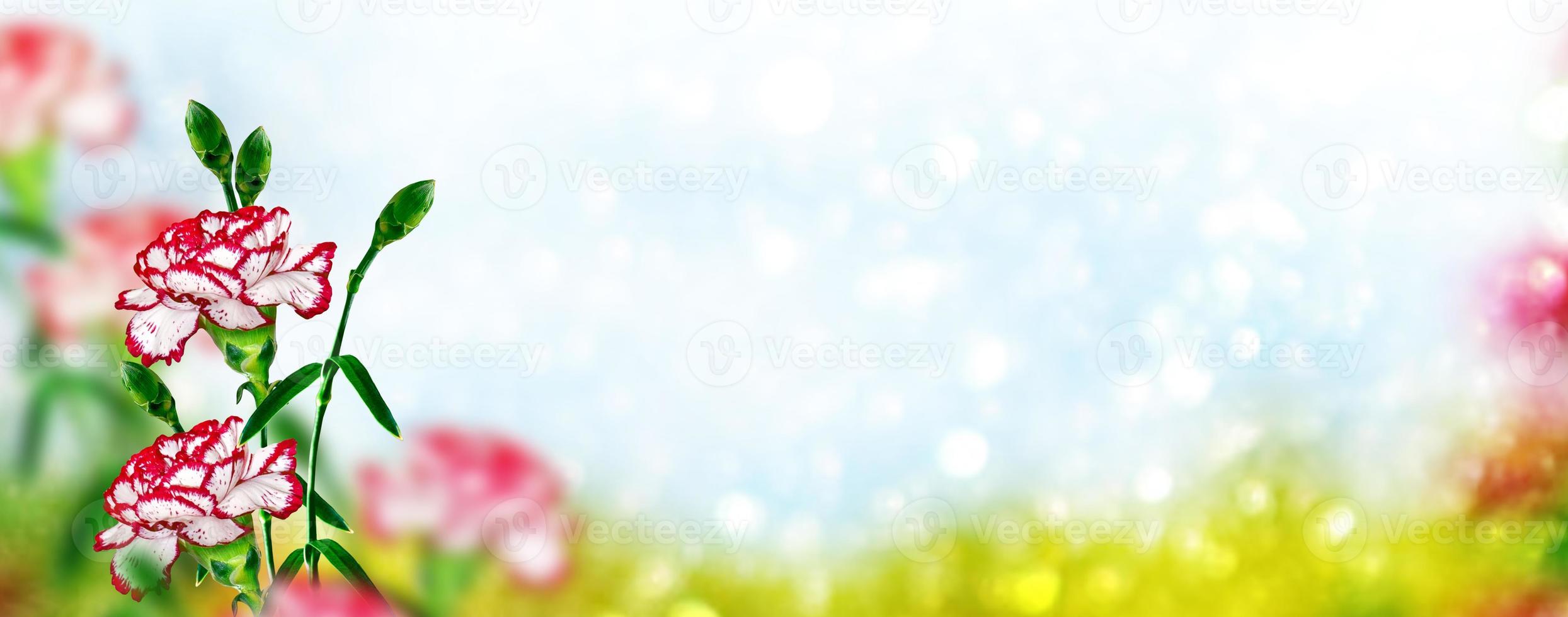 Bright and colorful carnation flowers. Floral background. photo