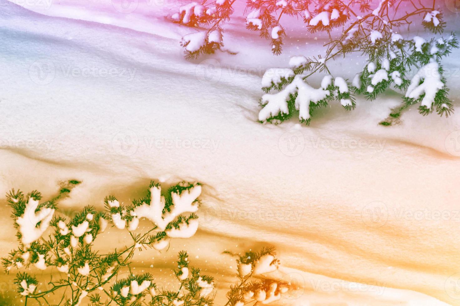 Frozen winter forest with snow covered trees. photo