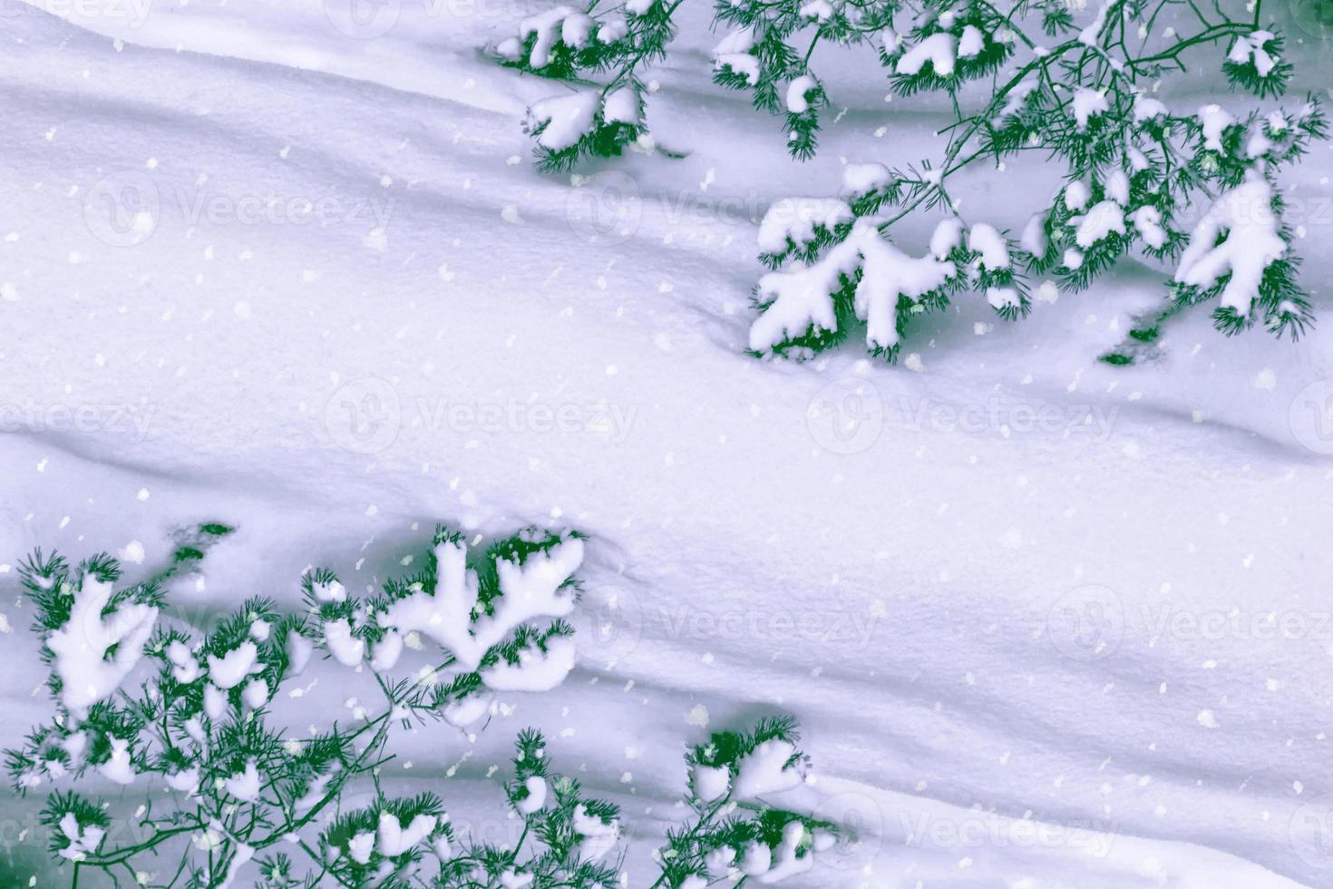 Frozen winter forest with snow covered trees. photo