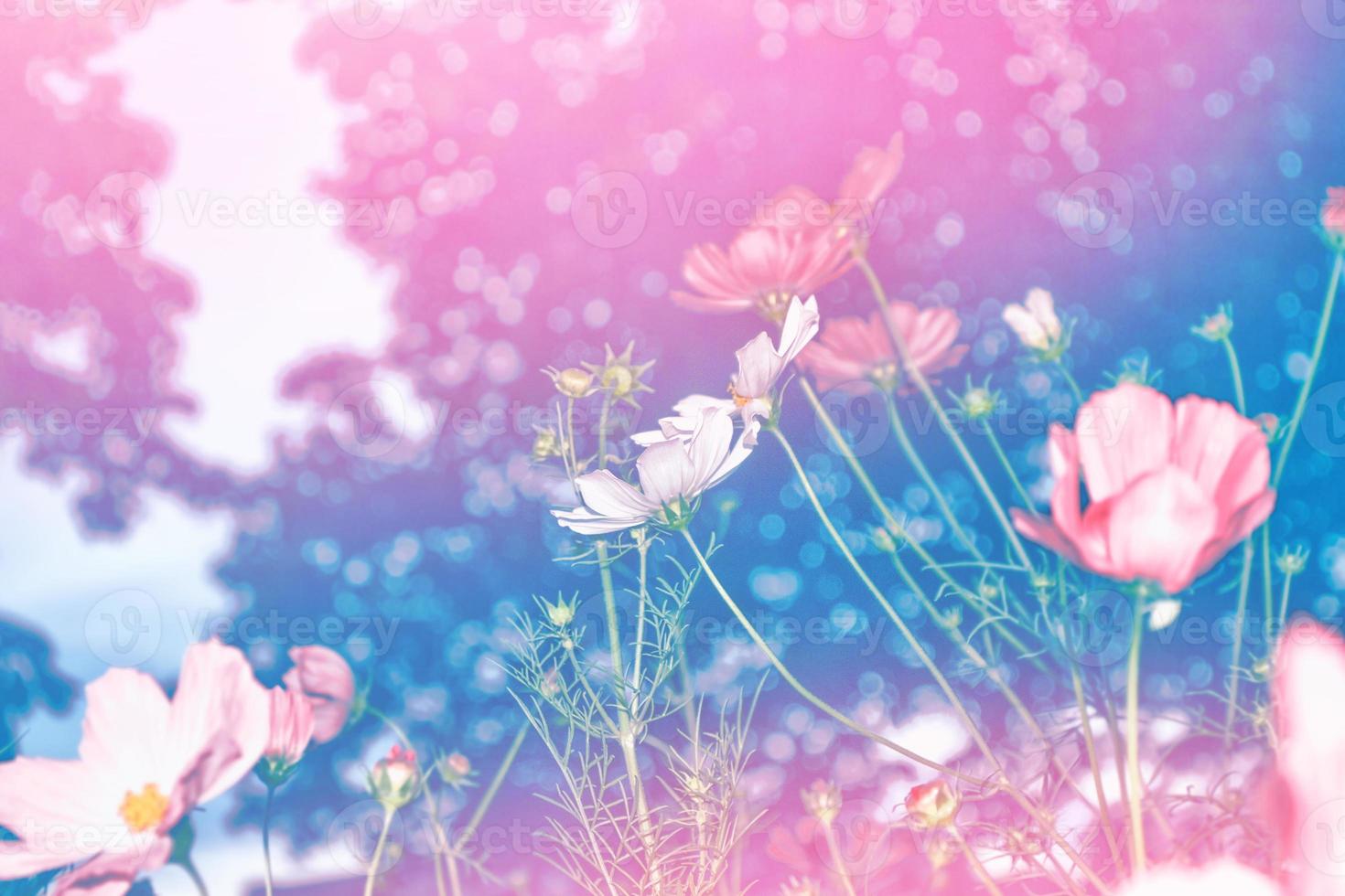 Colorful cosmos flowers on a background of summer landscape. photo