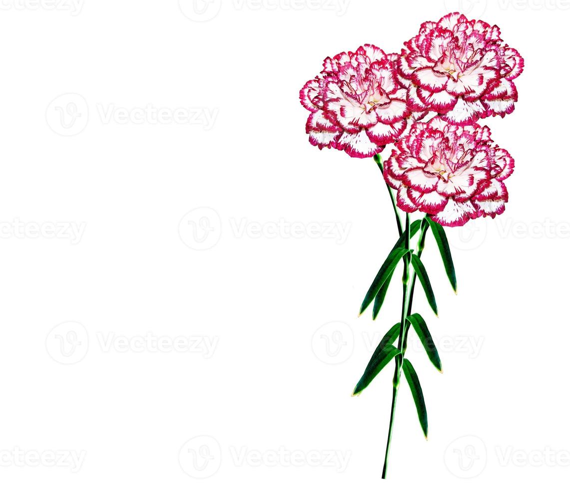 Bouquet of flowers carnation. photo