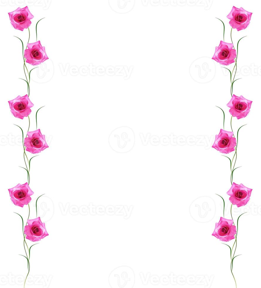 flower buds of roses isolated on white background photo