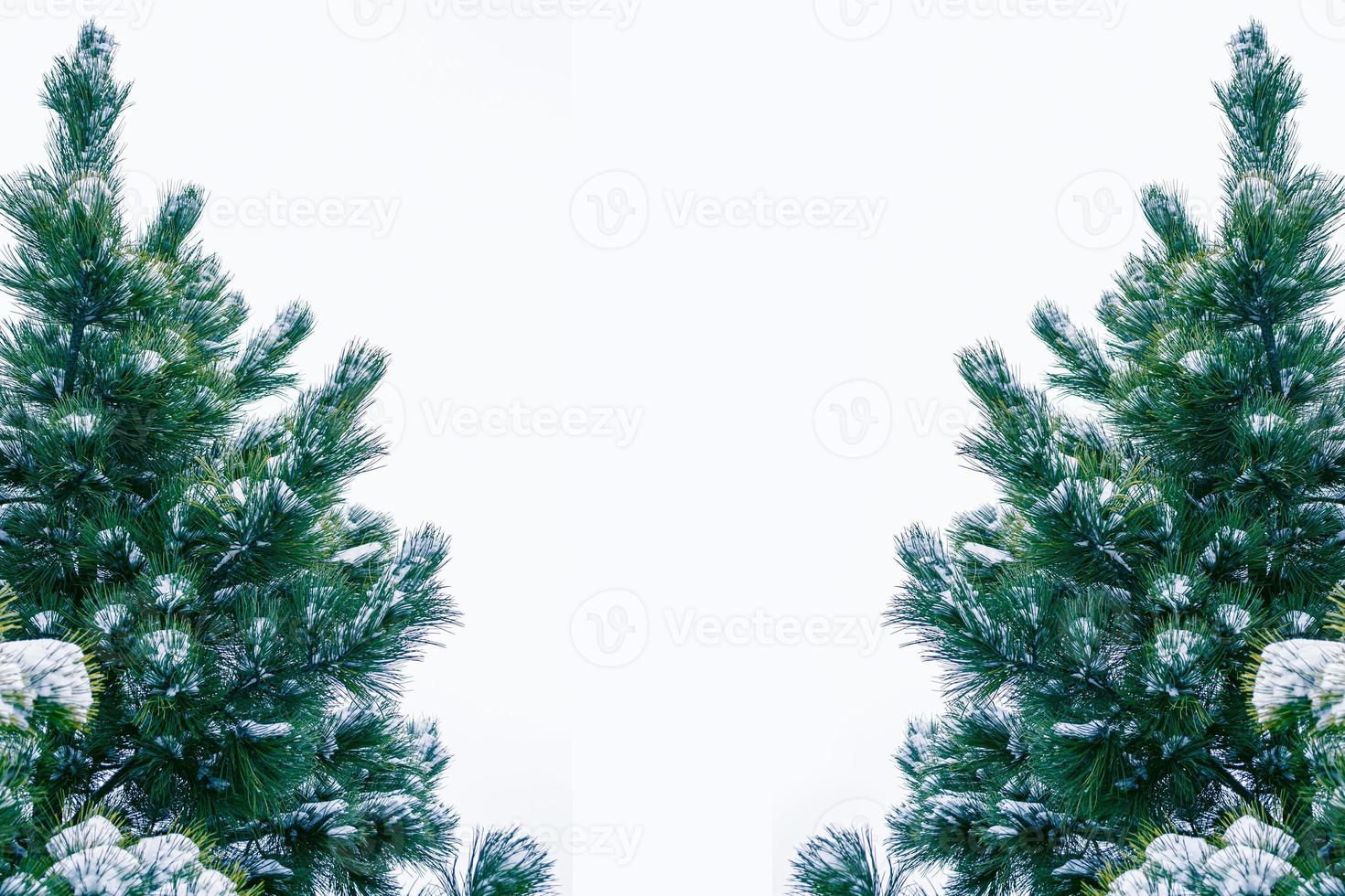 Christmas tree in the snow isolated on a white background. greeting card. photo