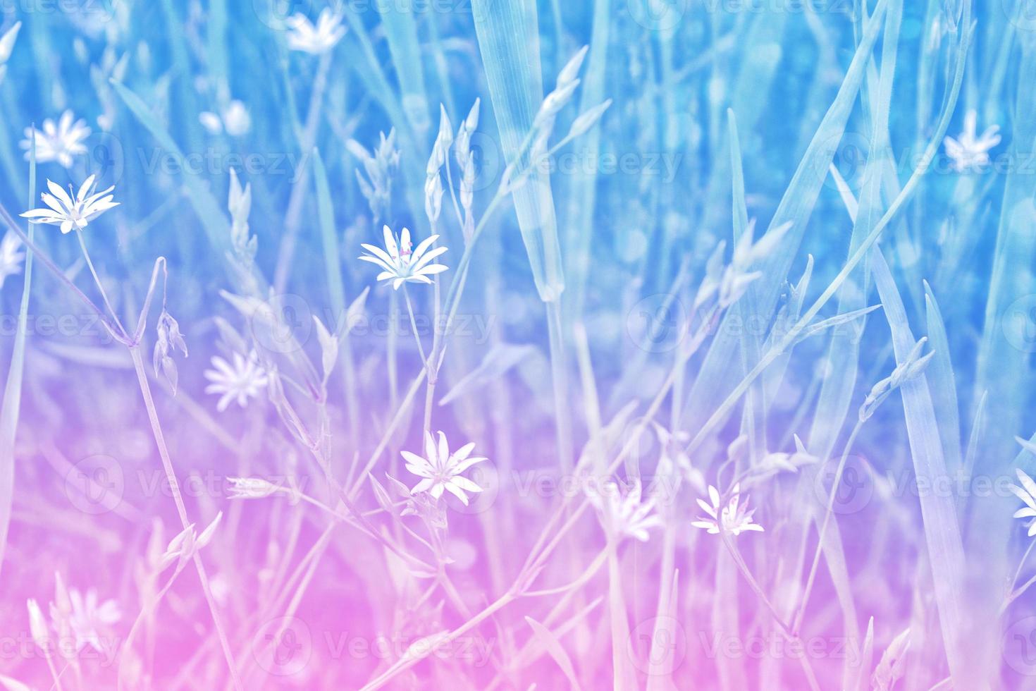 Blurred image of grass. photo
