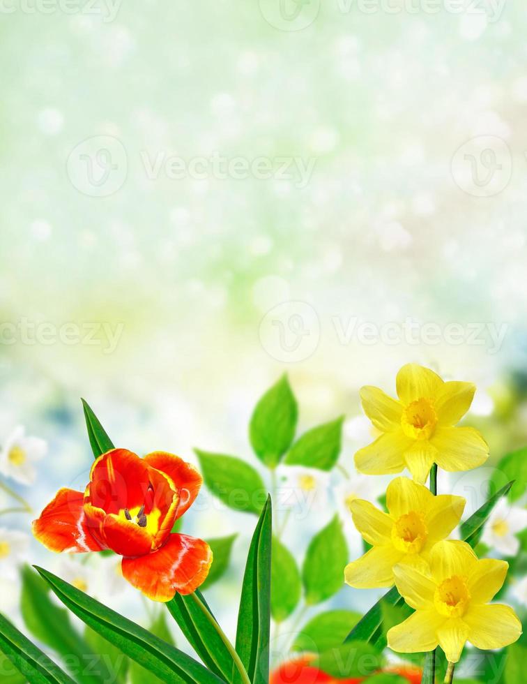 Bright and colorful spring flowers daffodils and tulips photo