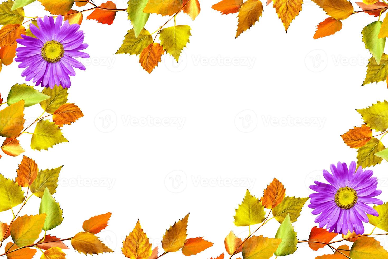 autumn leaves isolated on white background. photo