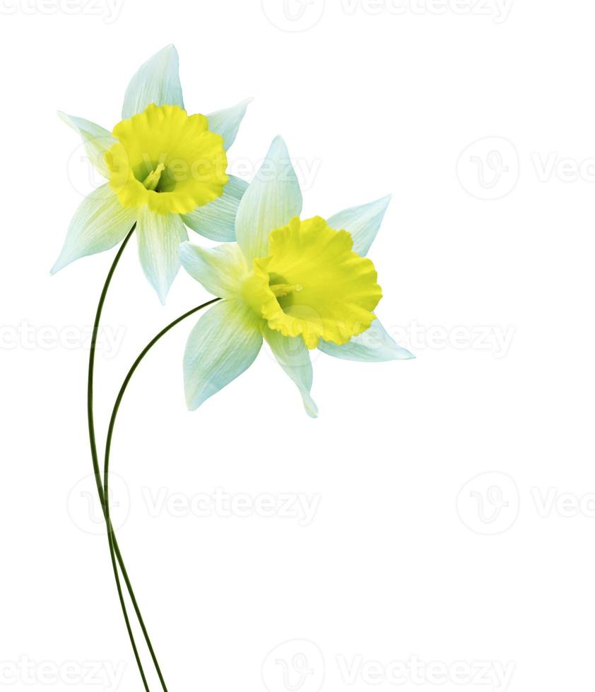 spring flowers narcissus isolated on white background photo