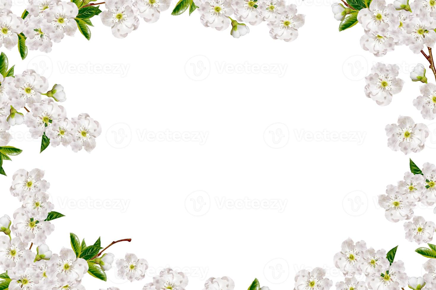 Flowering branch of apple isolated on a white background. photo