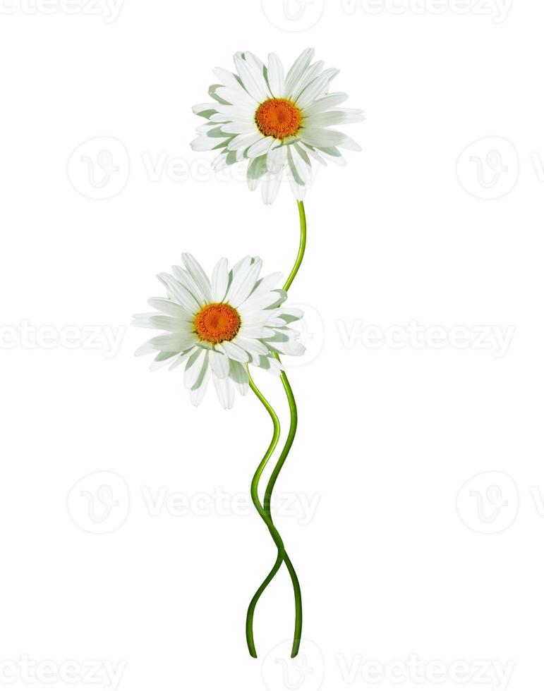 daisies summer  flower isolated on white background photo