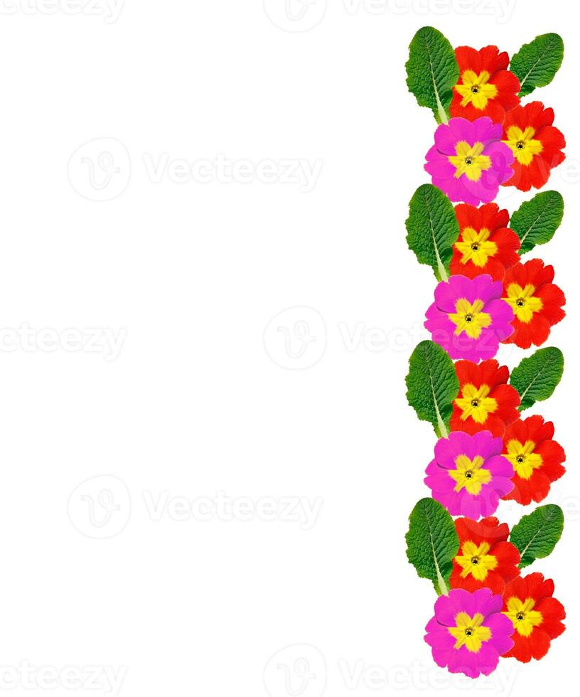 spring flowers primula isolated on white background. photo