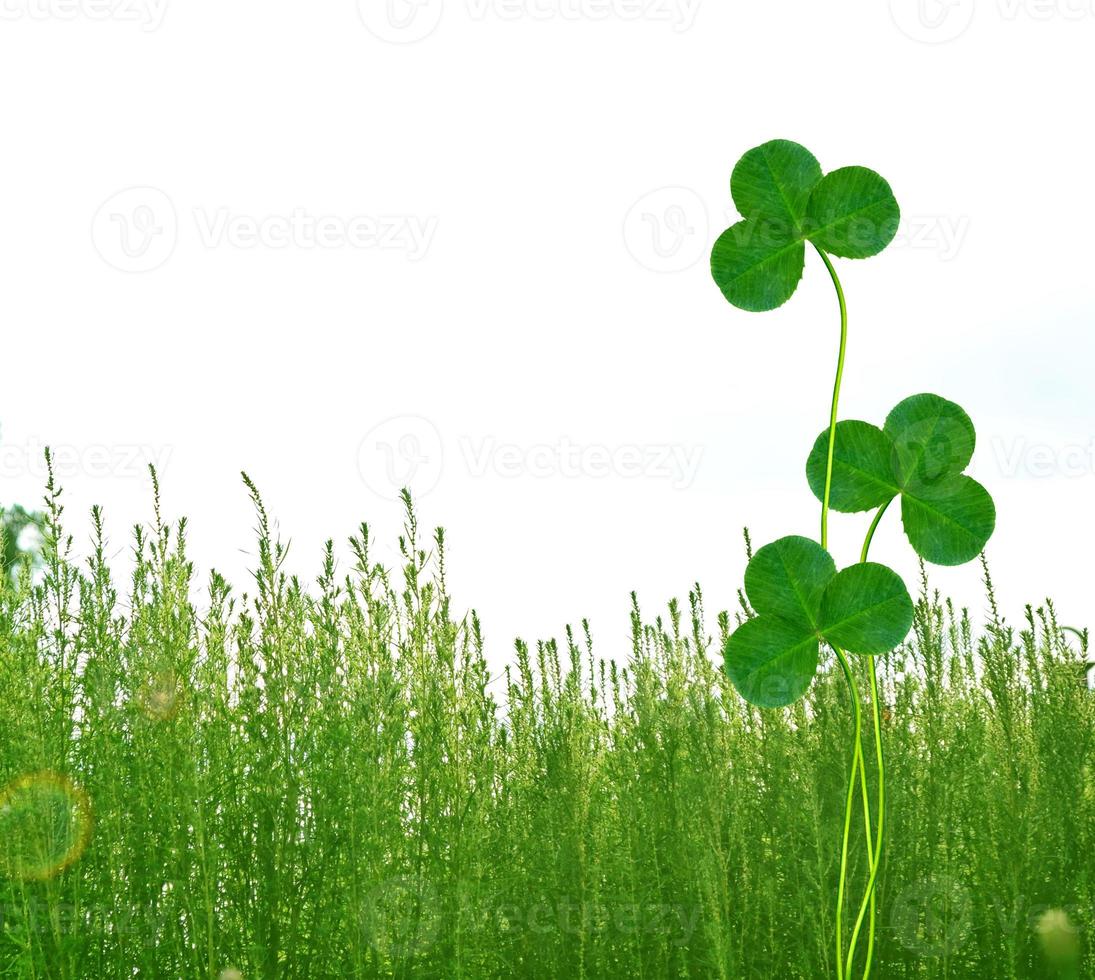 Green clover leaves on a background summer landscape photo