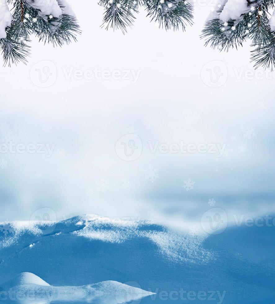 forest in the frost. Winter landscape. Snow covered trees. photo