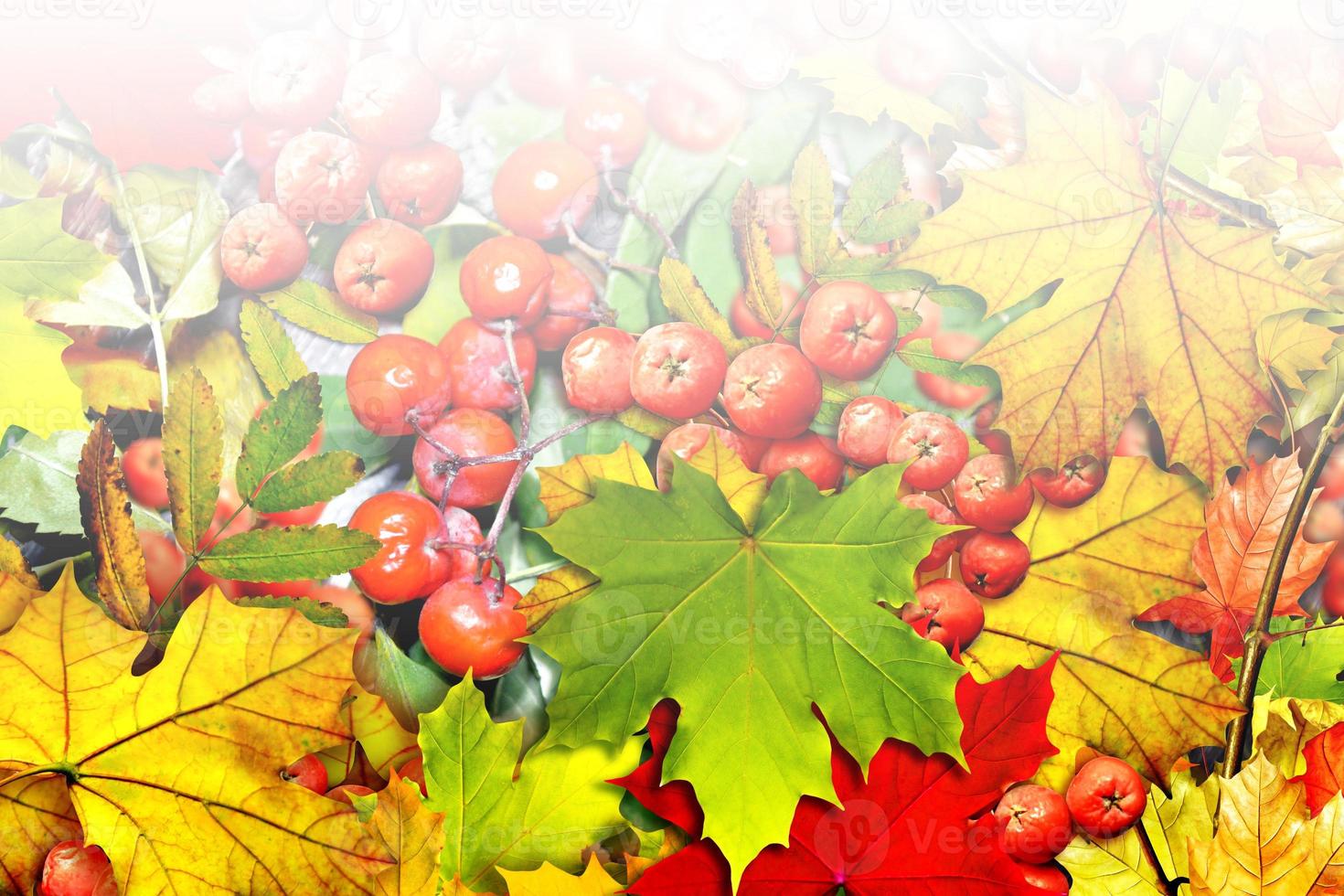 background from autumn leaves and berries rowan photo